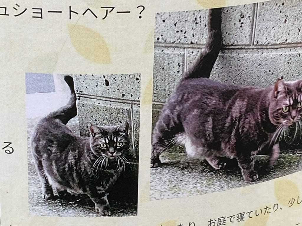 鬼高で迷い猫を保護