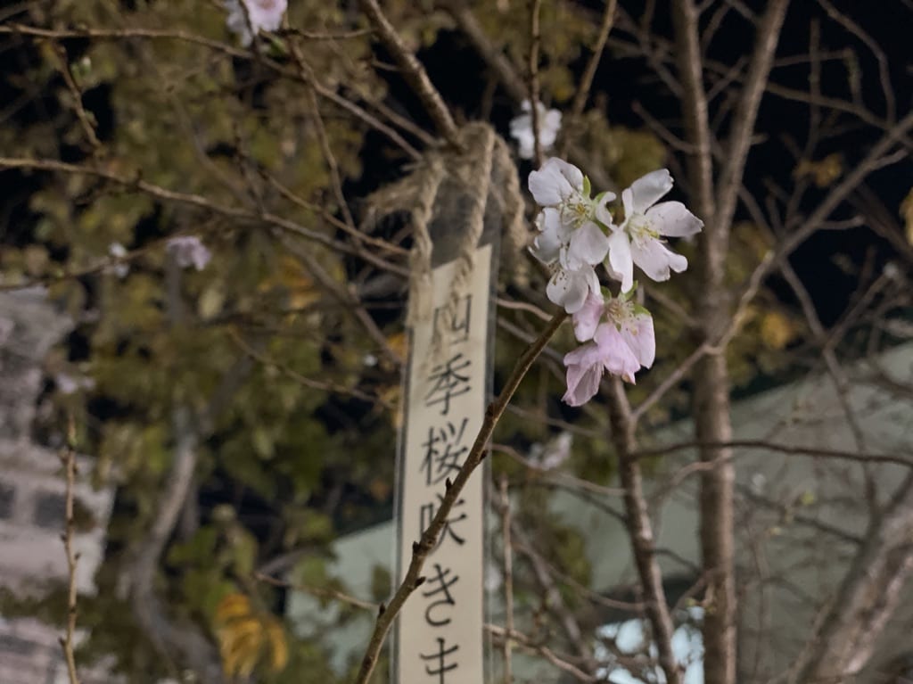 この年末にショップスの桜が咲いています