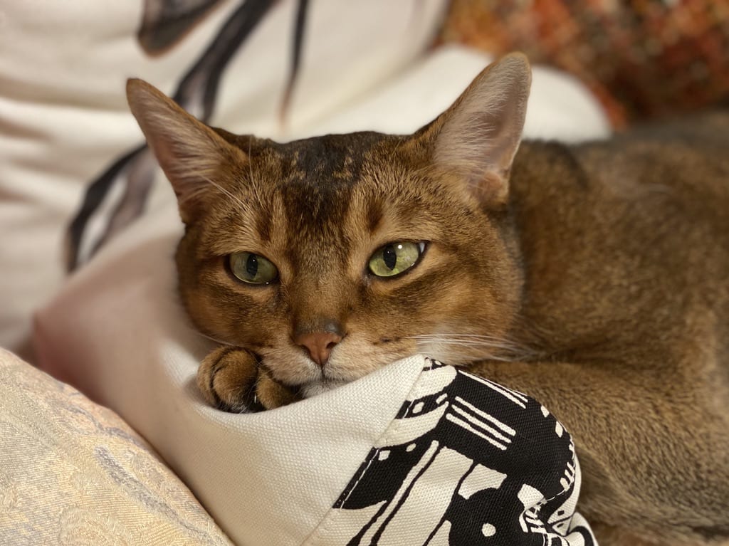うちの猫が迷子になったら？