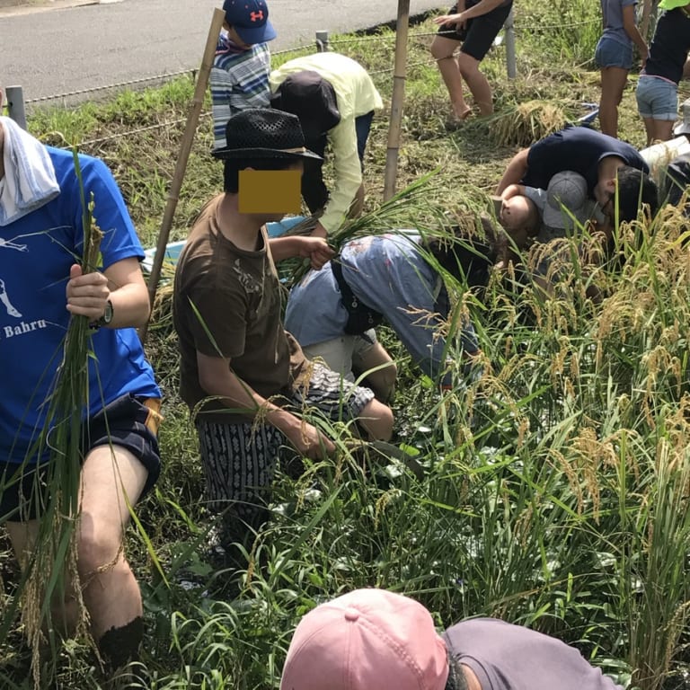 稲刈り