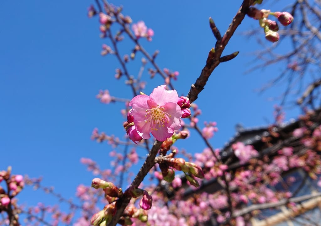 知泉院の河津桜のアップ