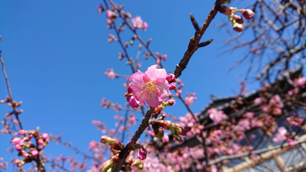 知泉院の河津桜のアップ