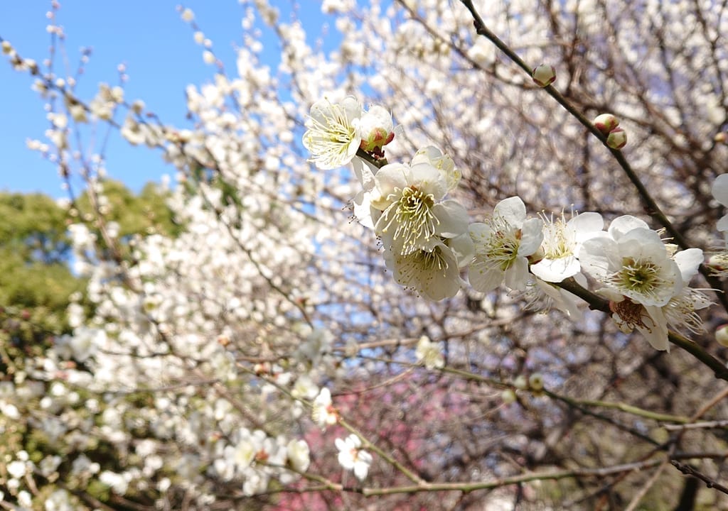 じゅん菜池緑地の梅の見頃