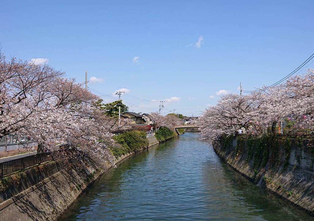 桜が見頃を迎えた真間川