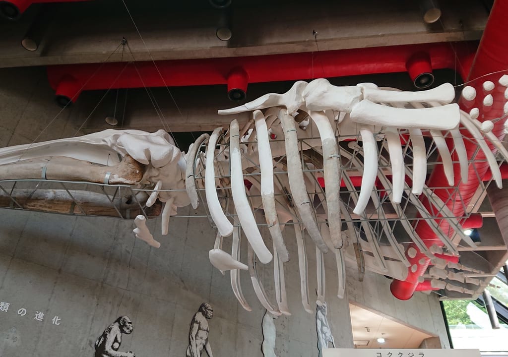 市立考古博物館のコクジラの標本