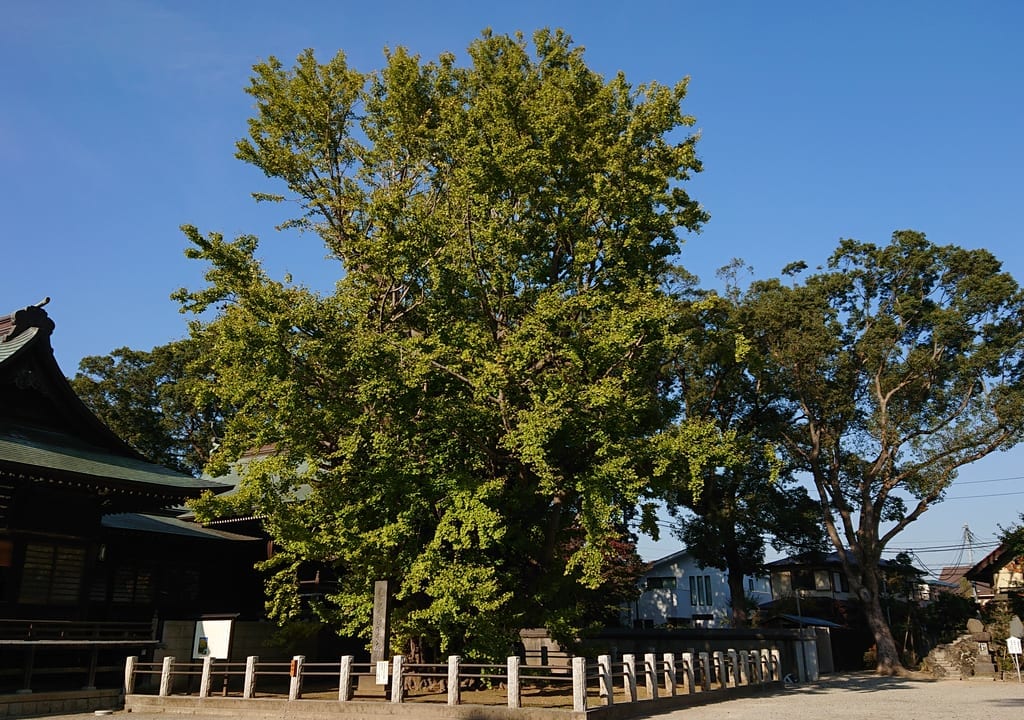葛飾八幡宮公孫樹