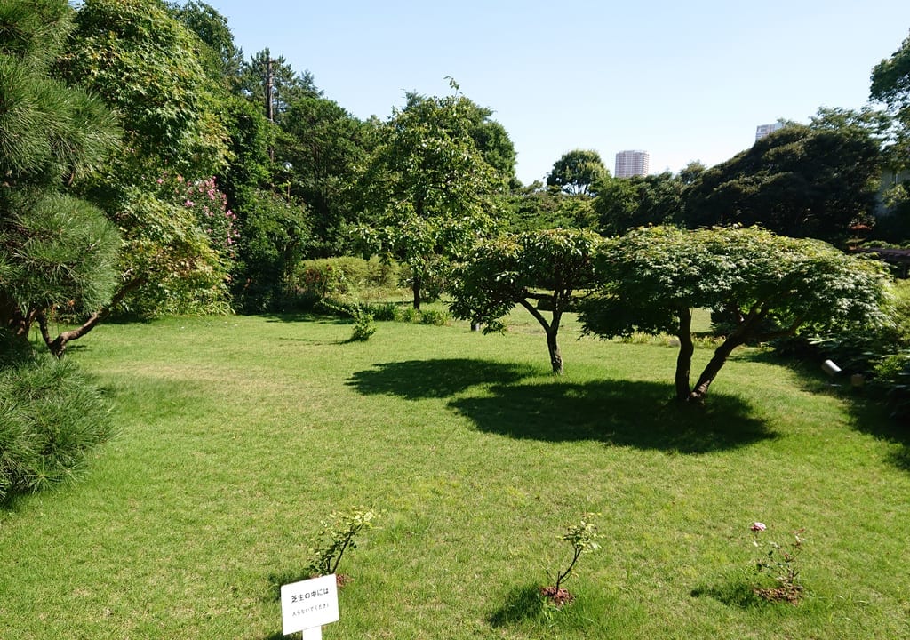 芳澤ガーデンギャラリーの芝生