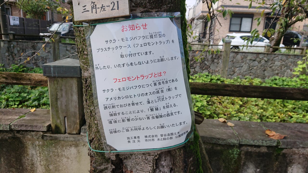 市川市】「市川クイズ」街路樹にある白いケースは何のためにあるの 