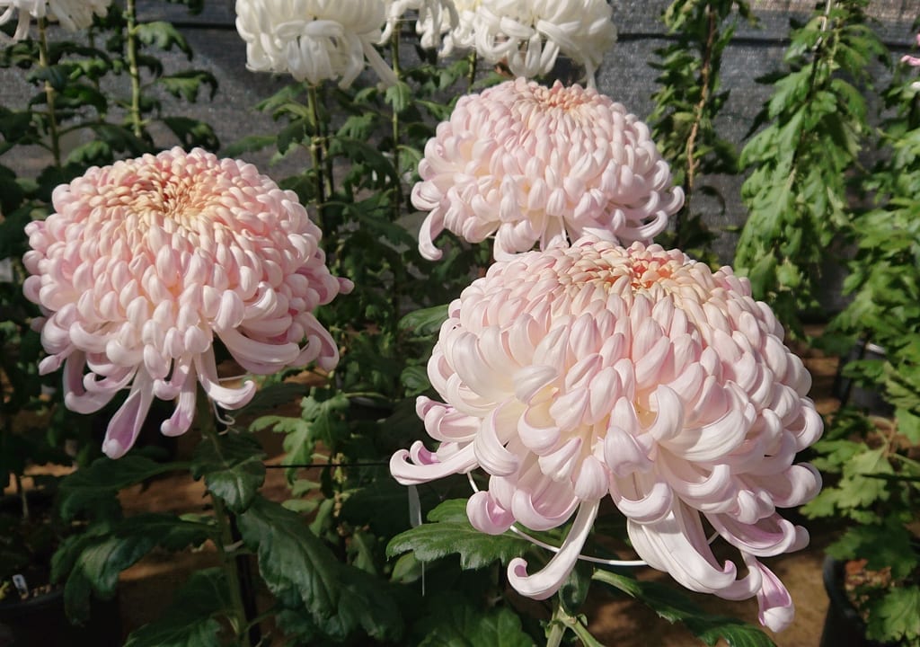 市川市菊花展の菊