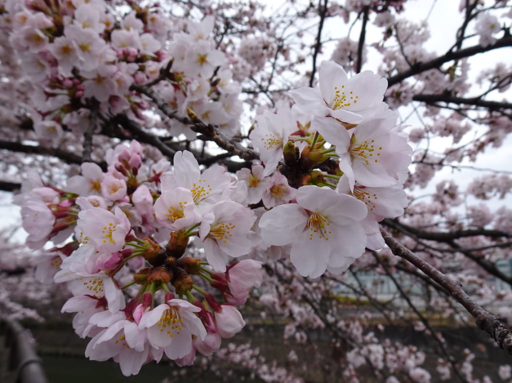 真間川の桜並木は満開