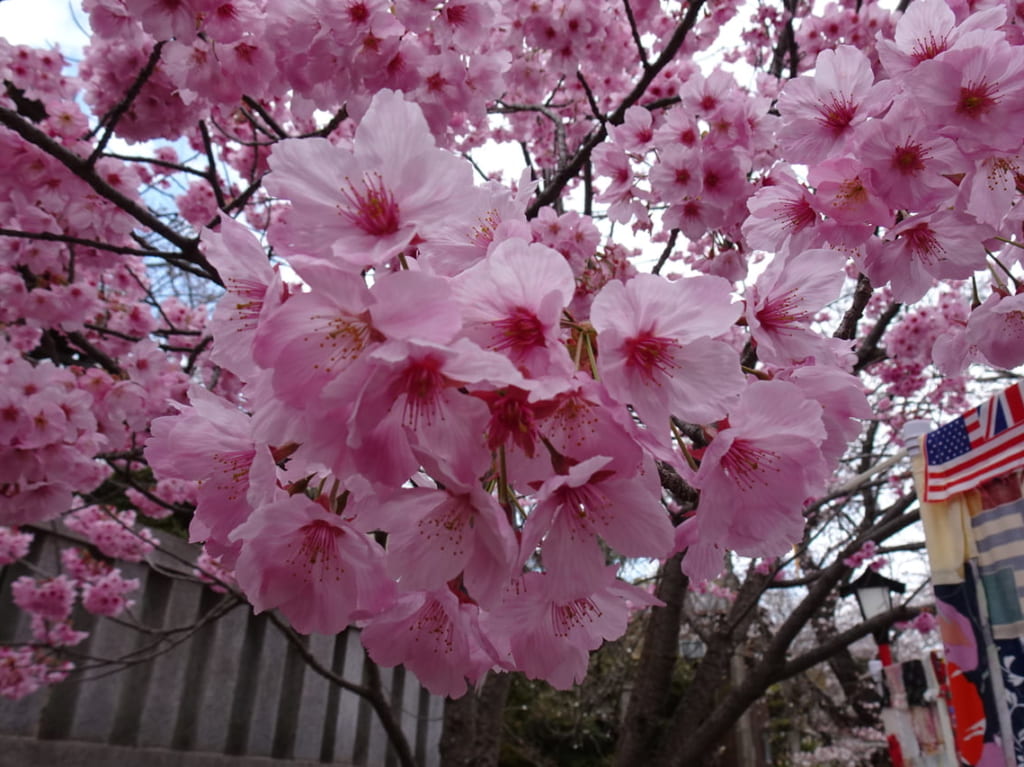 法華経寺の桜が満開