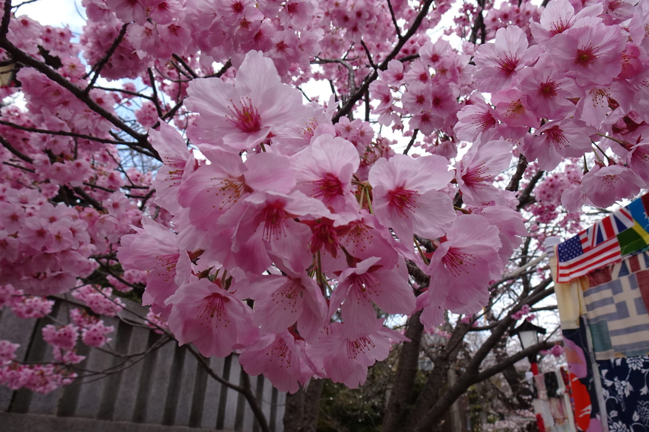 法華経寺の桜が満開
