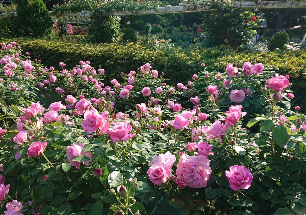 里見公園はローズいちかわが見頃
