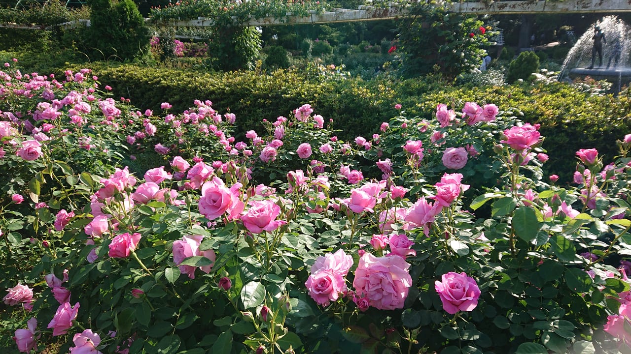 里見公園はローズいちかわが見頃