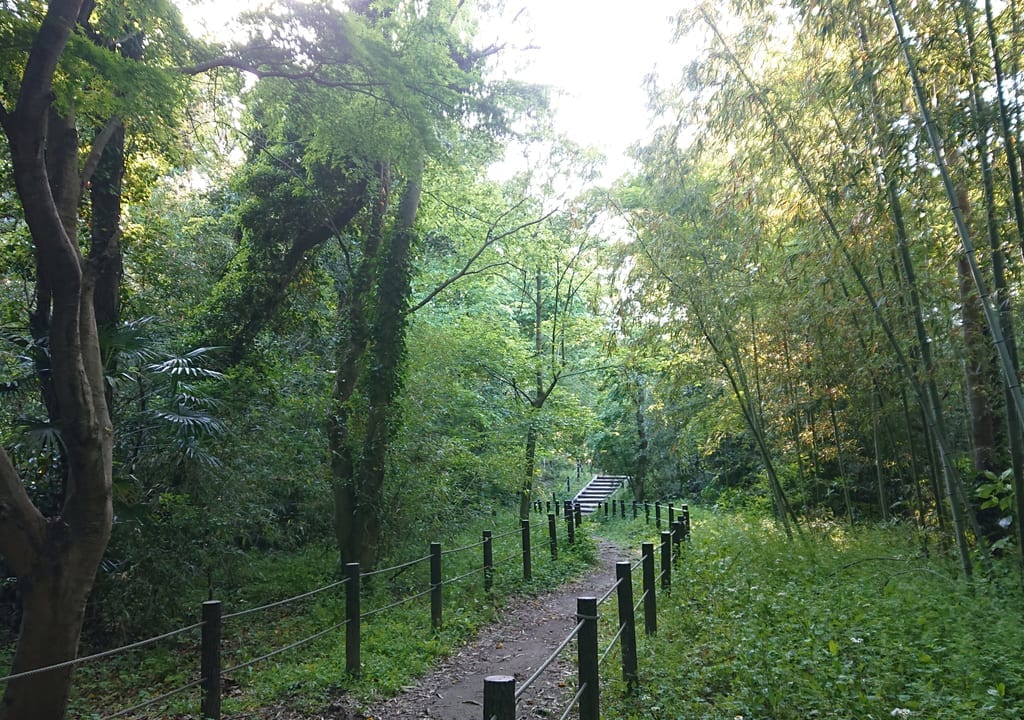 国府台緑地の道