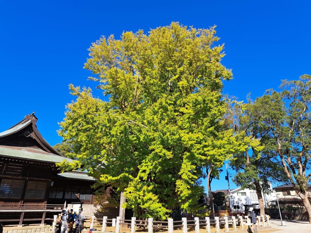 葛飾八幡宮の千本イチョウ