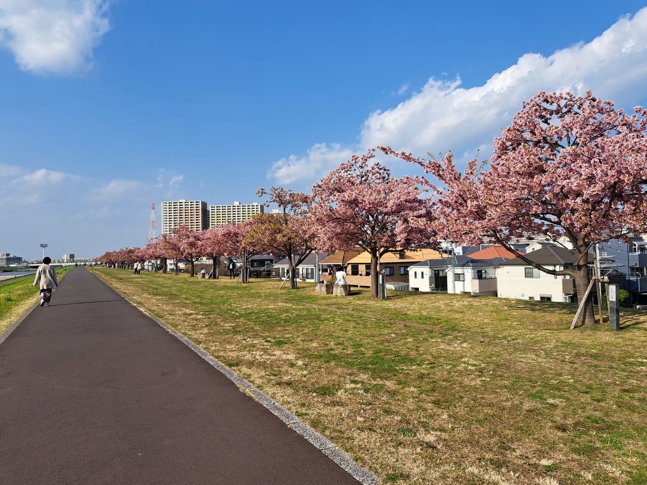 江戸川河川敷の桜並木が見ごろ