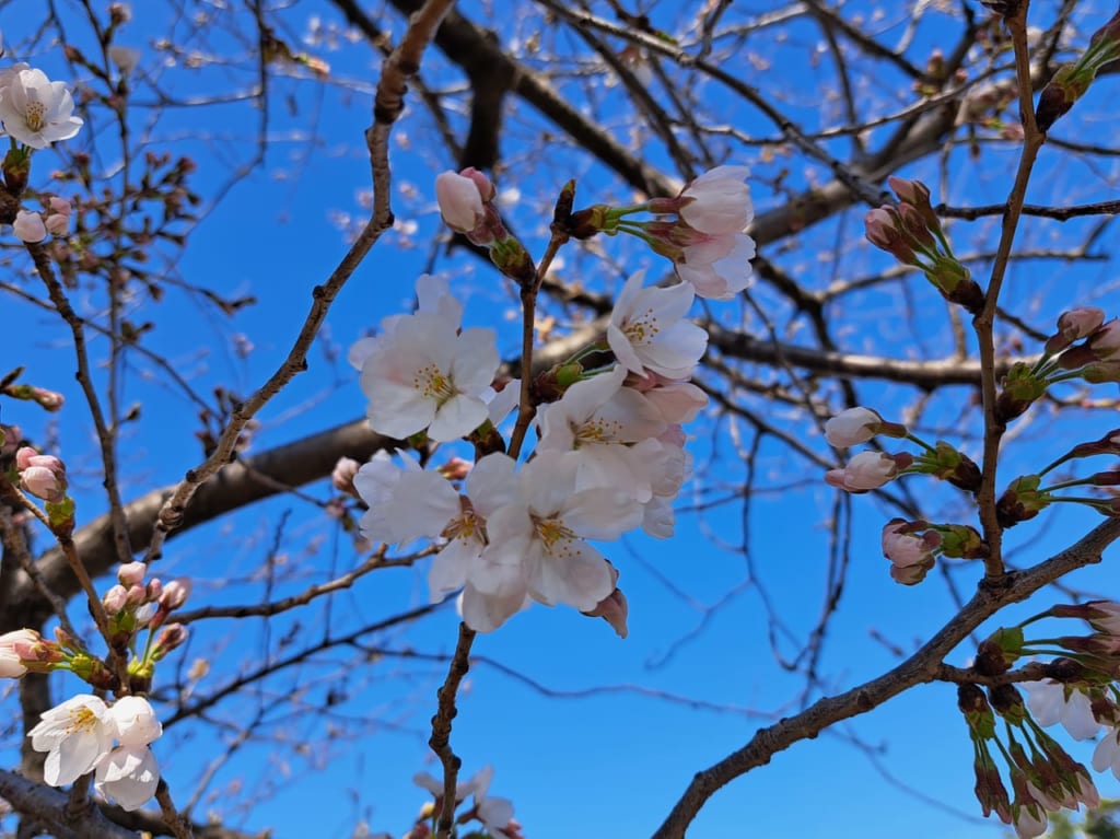 真間川の桜2023