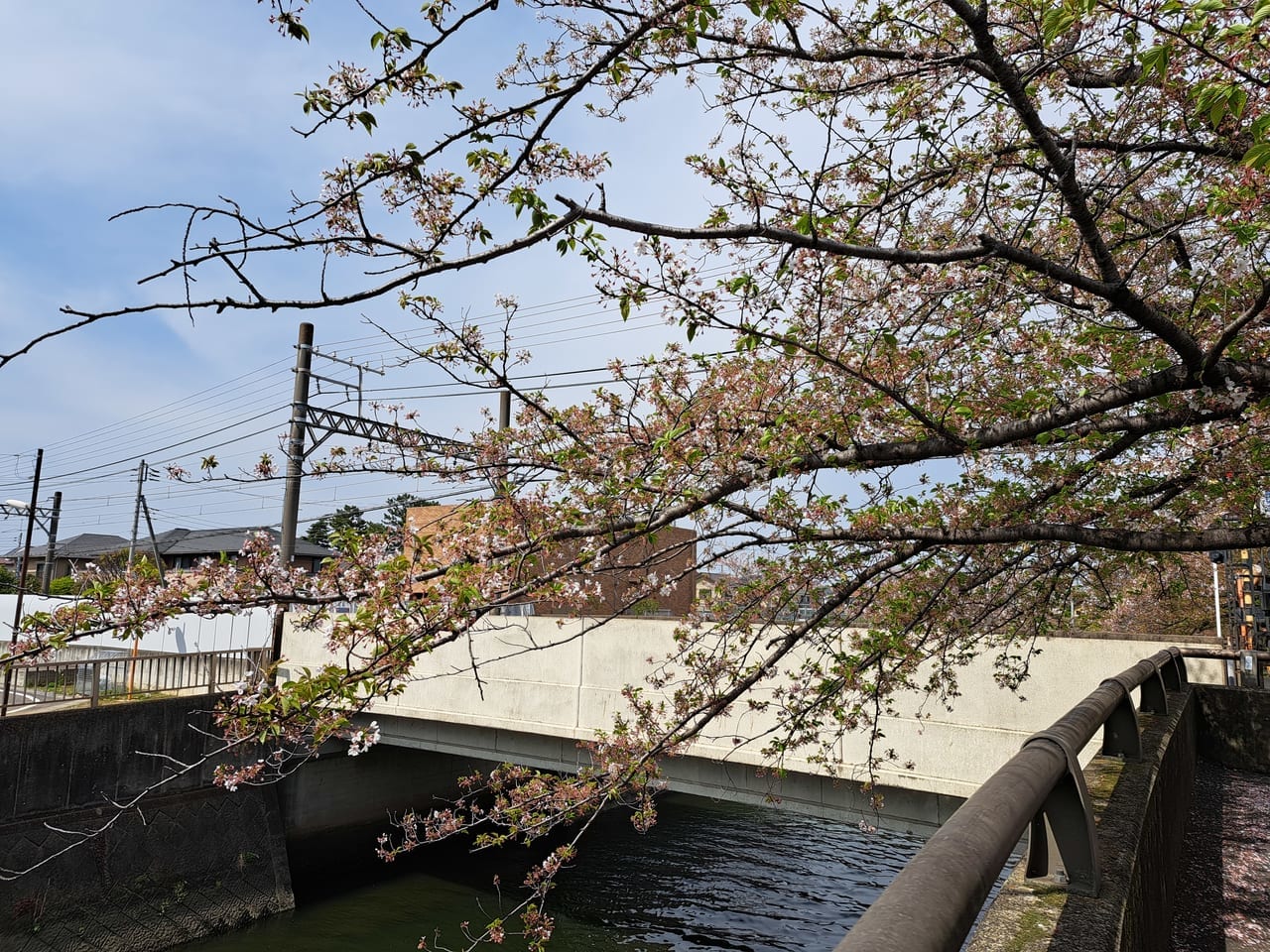 いちかわ真間川堤桜ウィーク2023の葉桜