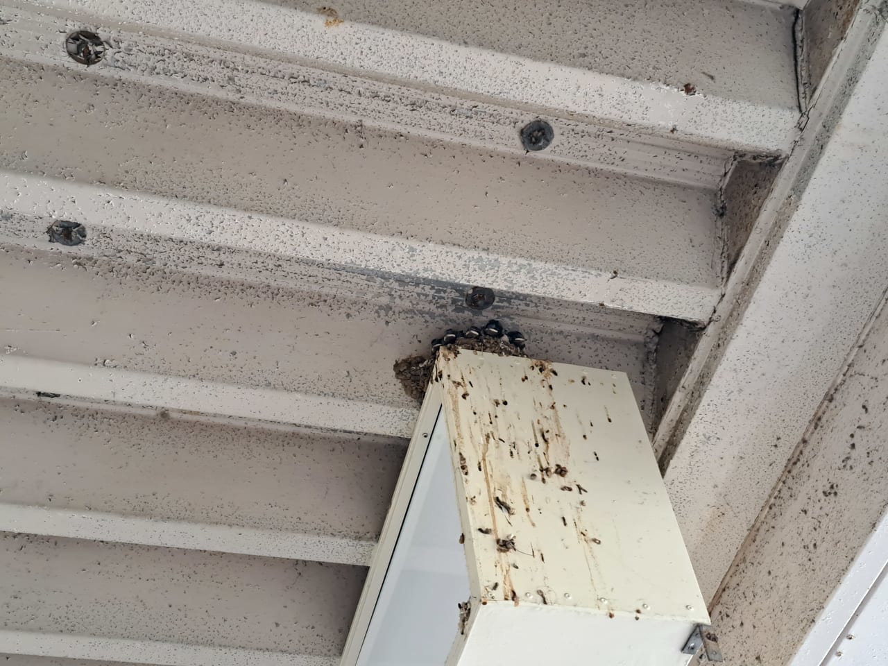 下総中山駅に燕の巣ができました。巣立ちまで見守りましょう