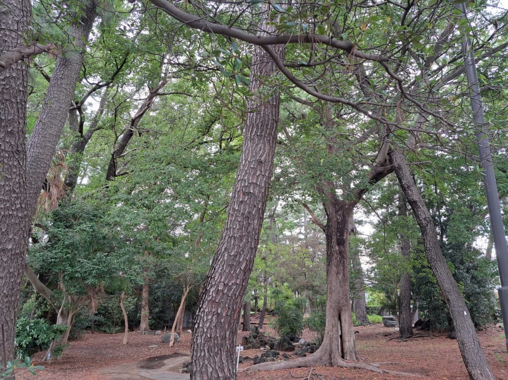 平田緑地のクロマツ