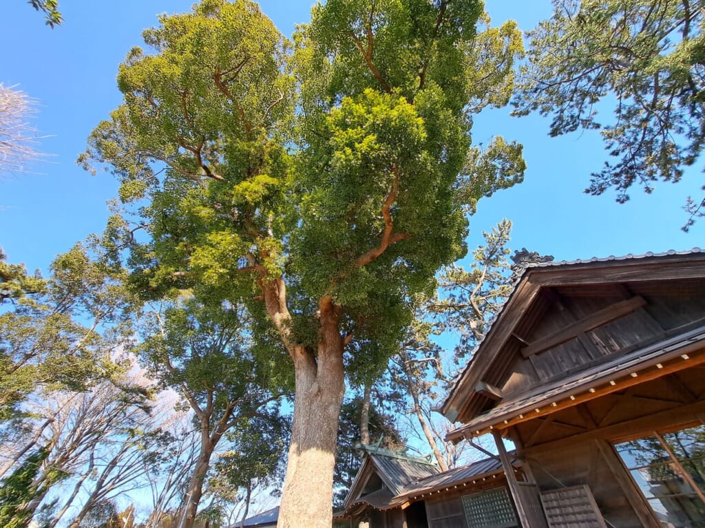 神明社の節分祭の天気