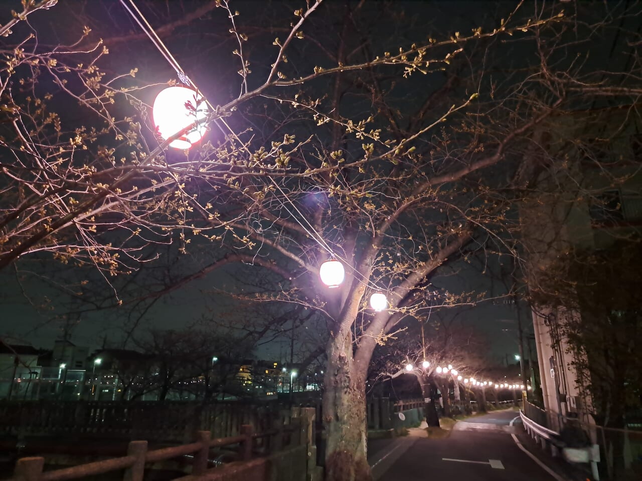 真間川桜ウィーク2024の提灯点灯