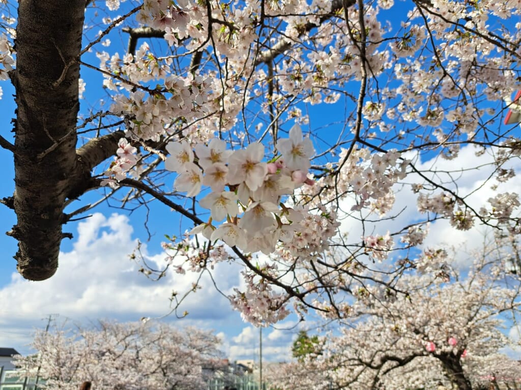 真間川の桜