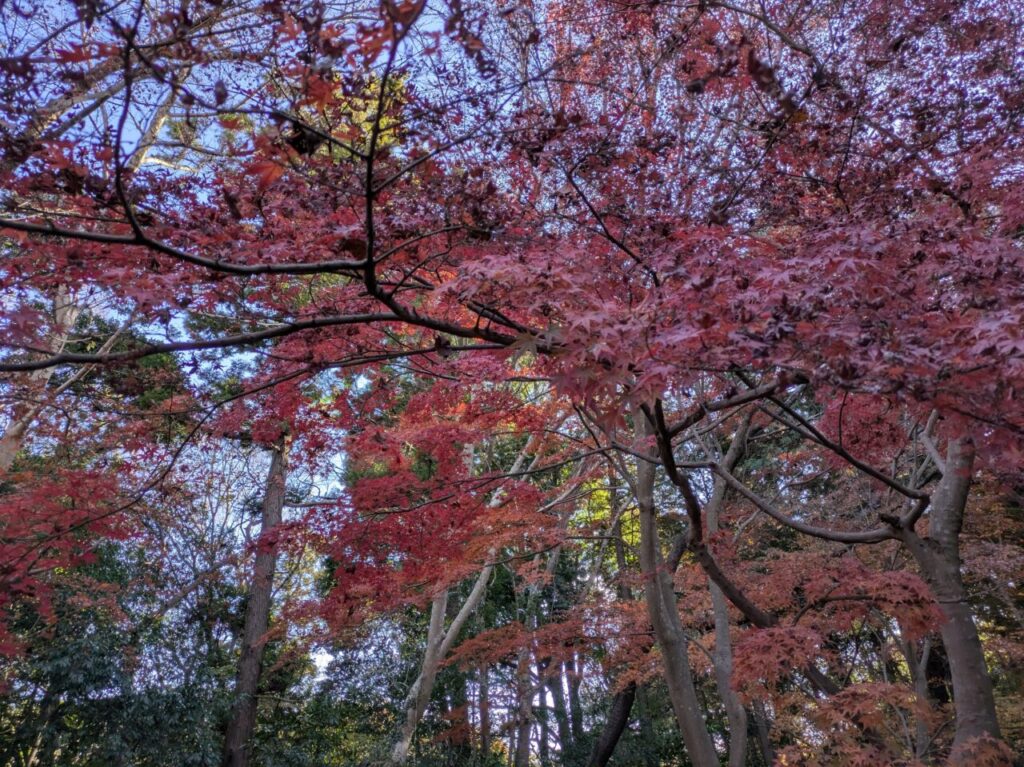 もみじ鑑賞会の見頃