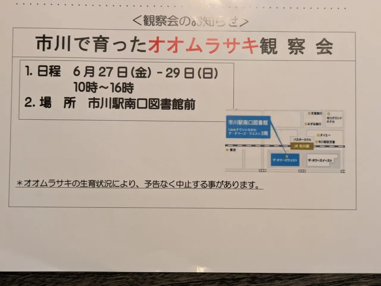 オオムラサキ観察会