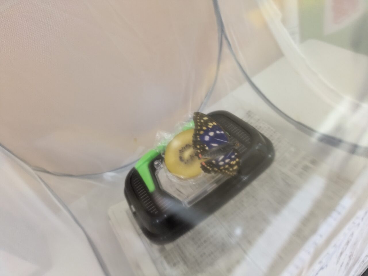 オオムラサキの成虫