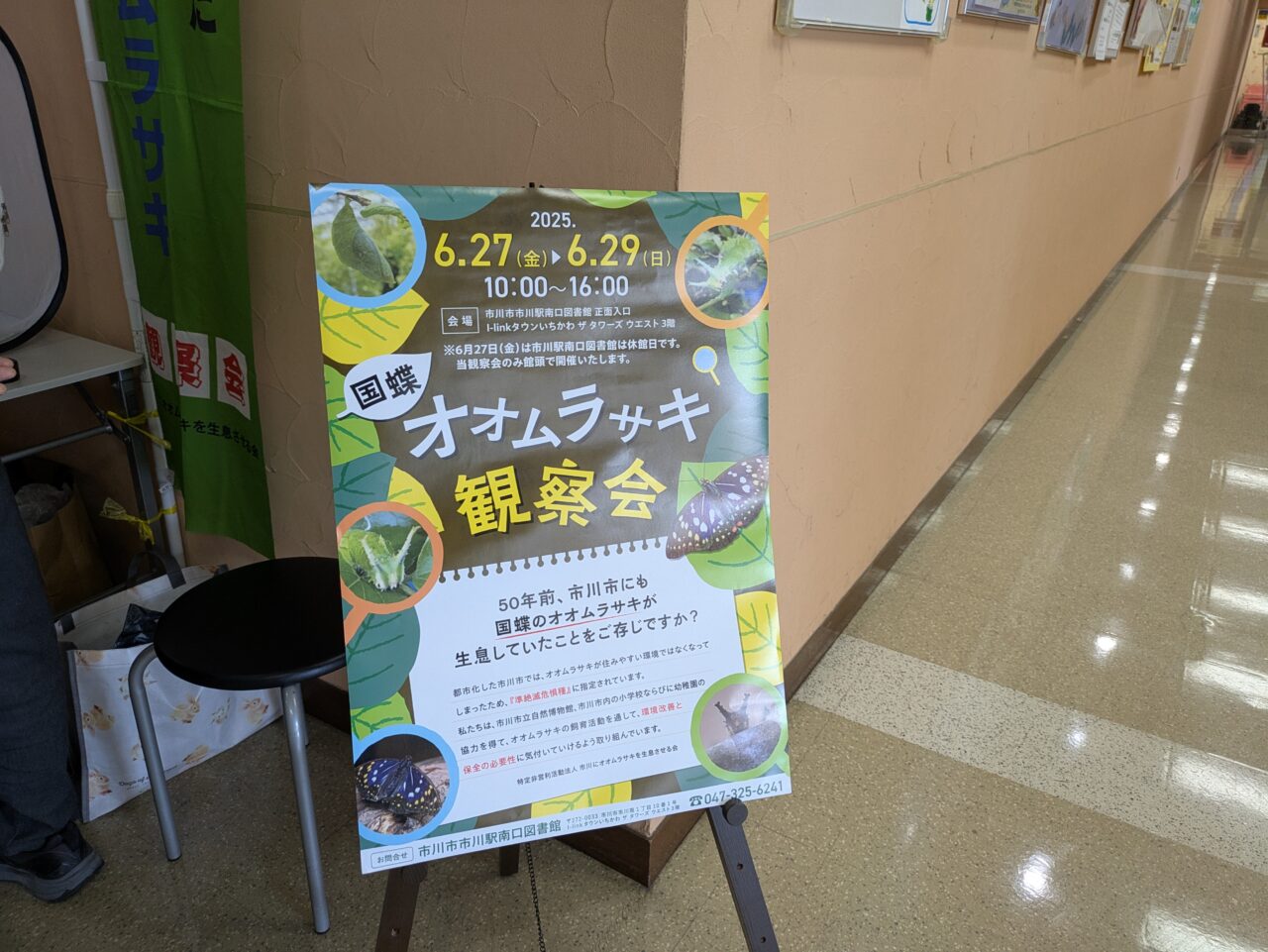 オオムラサキ観察会