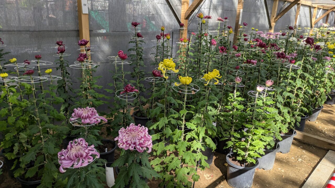 市川市菊花展の菊