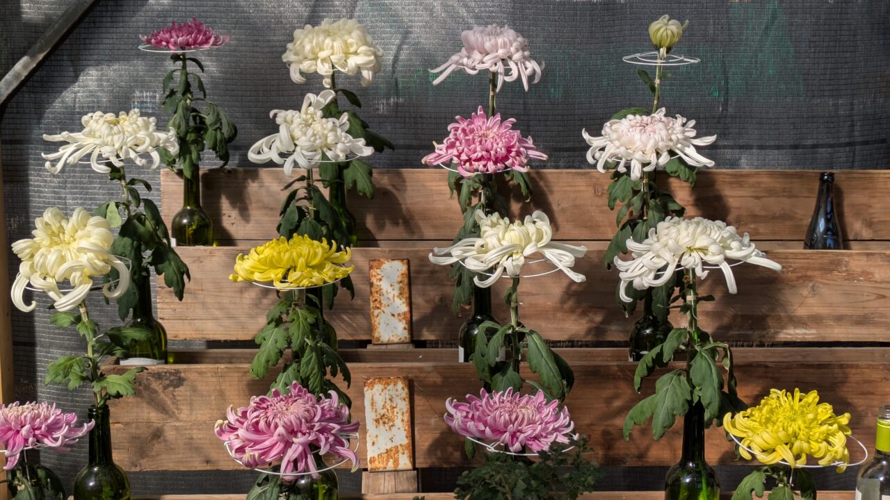 市川市菊花展の展示