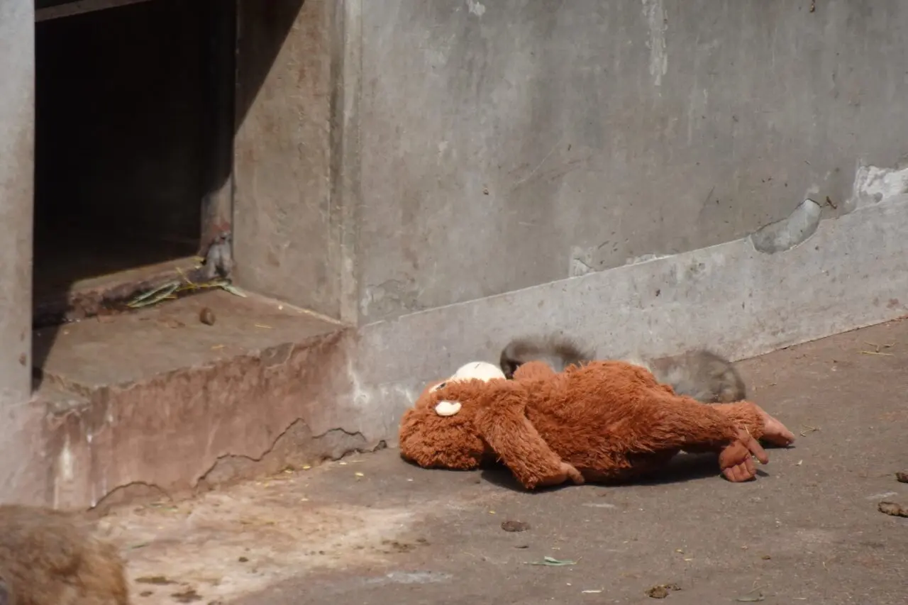 市川市動植物園のパンチくんのお昼寝
