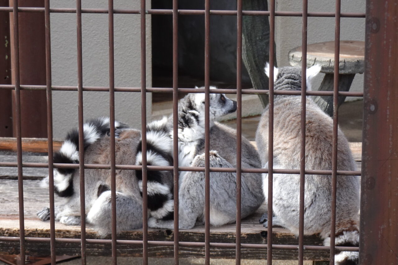 市川市動植物園のワオキツネザル
