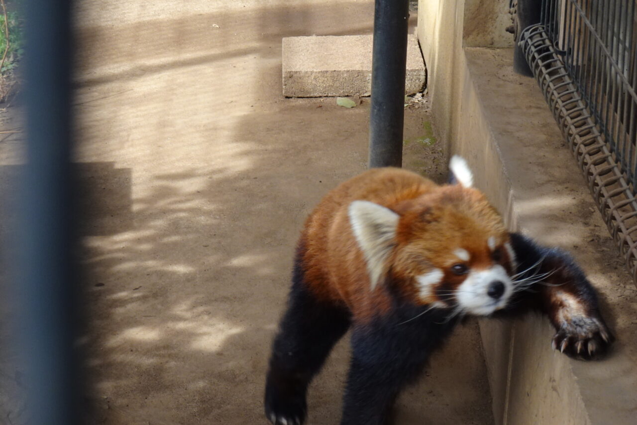 市川市動植物園のレッサーパンダ