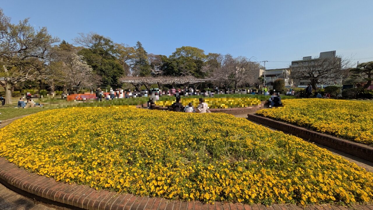 里見公園の菜の花