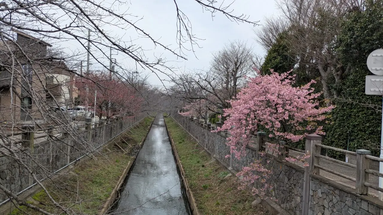 真間川の桜