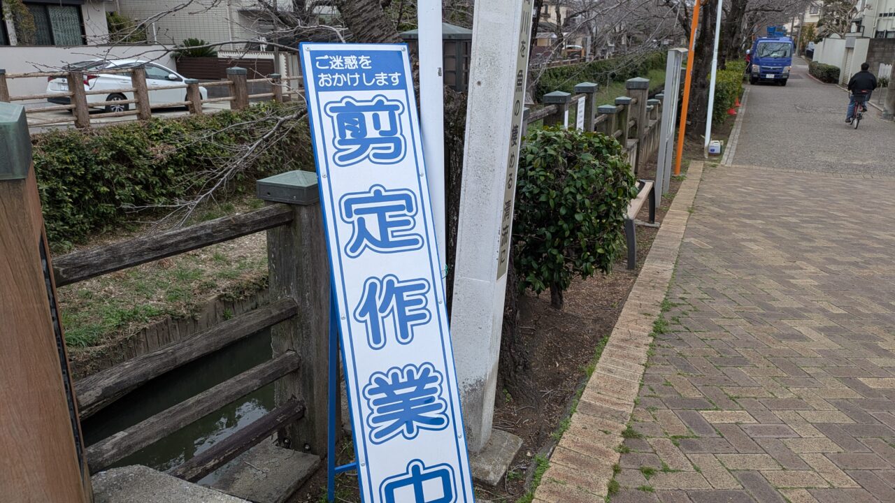 真間川の桜の選定作業中