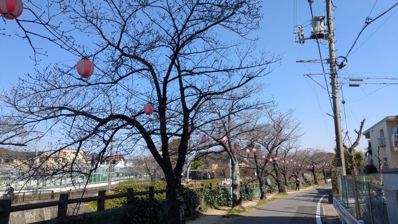 真間川桜祭り提灯