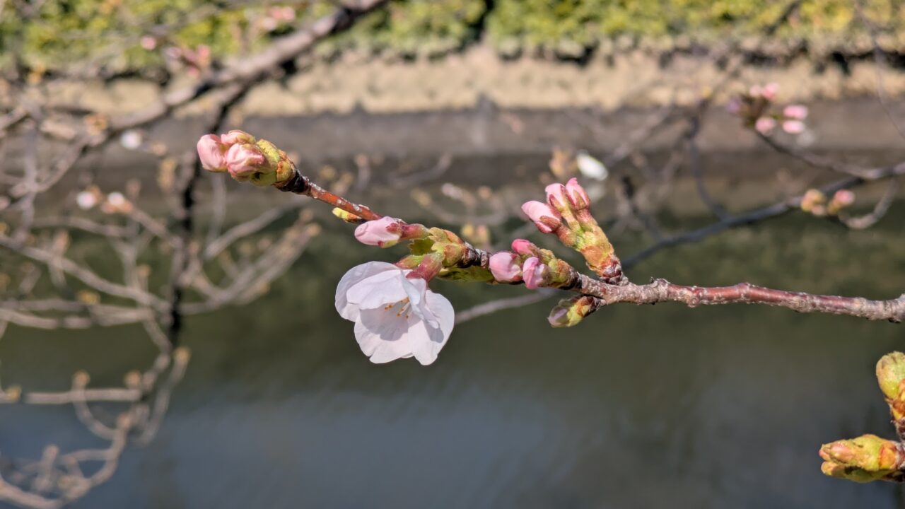 真間川の桜は開花