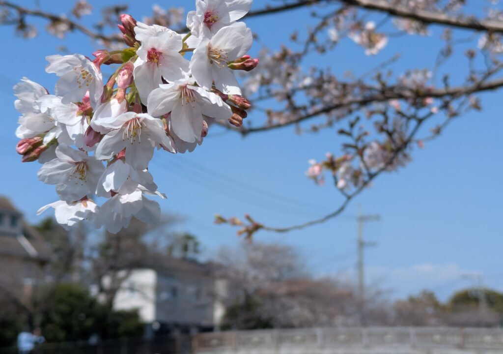 真間川の桜