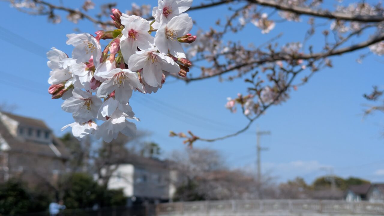 真間川の桜