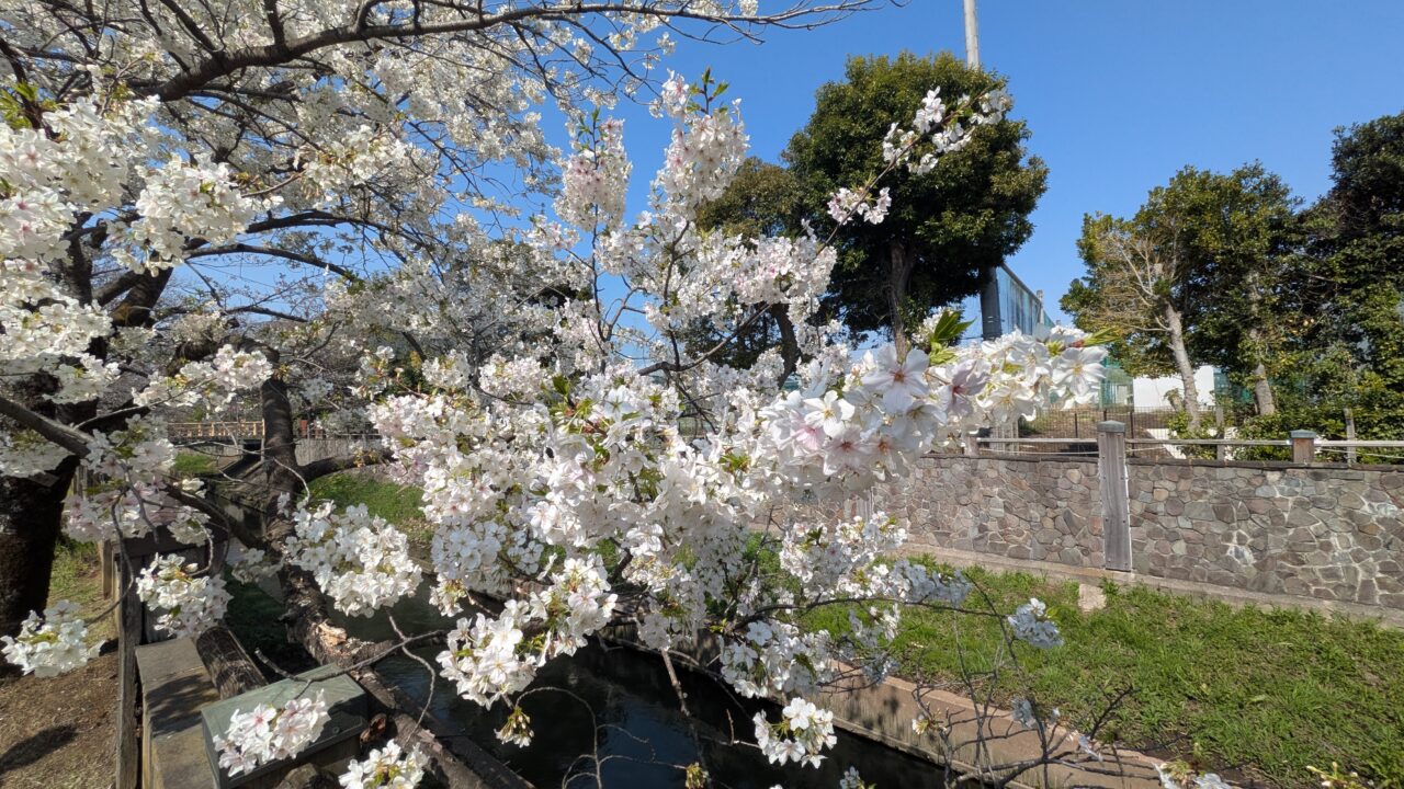 真間川の桜
