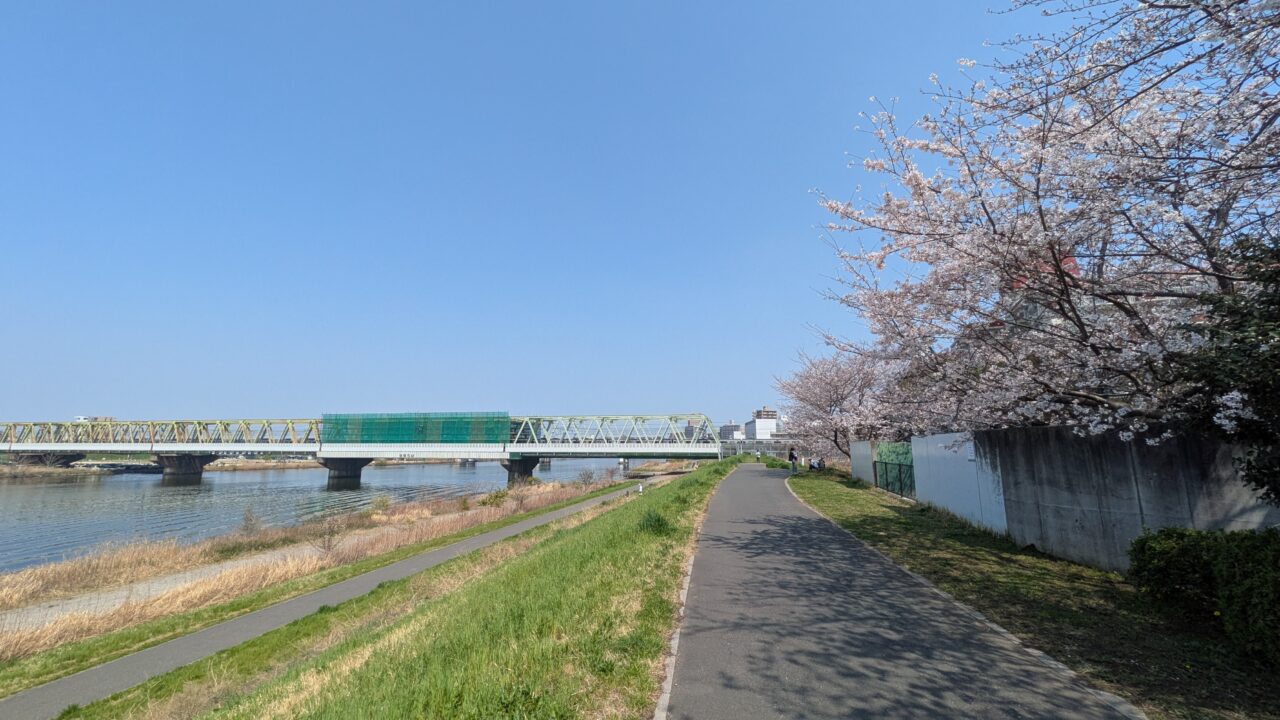 江戸川河川敷の桜