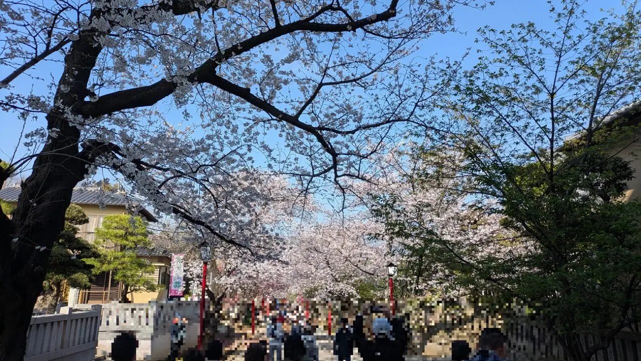 法華経寺の桜