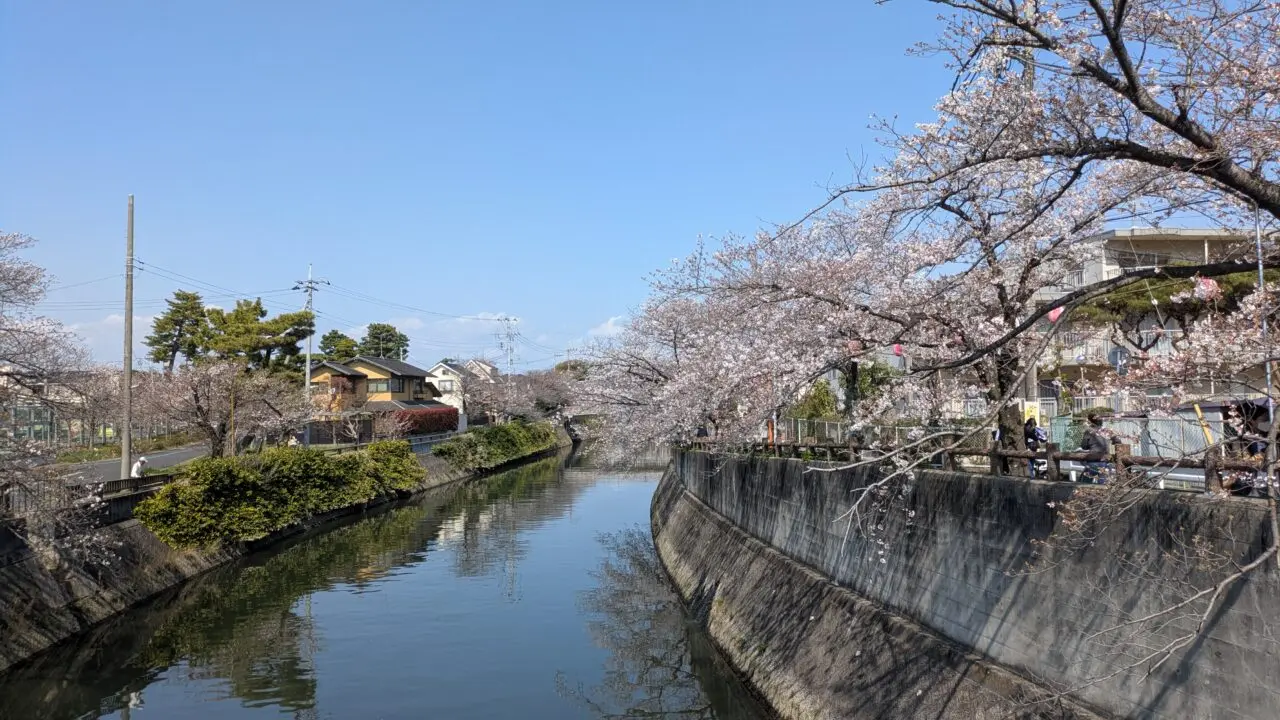 真間川の桜