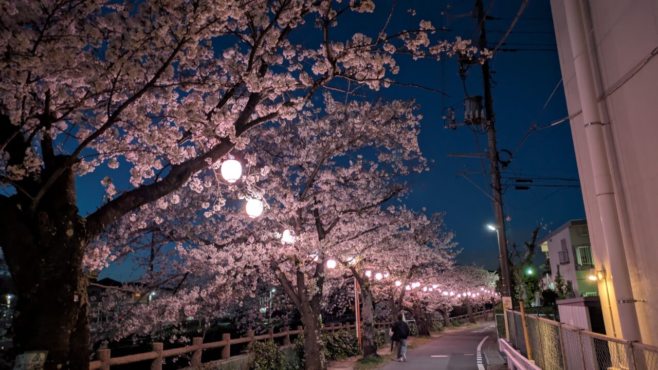 真間川の提灯点灯