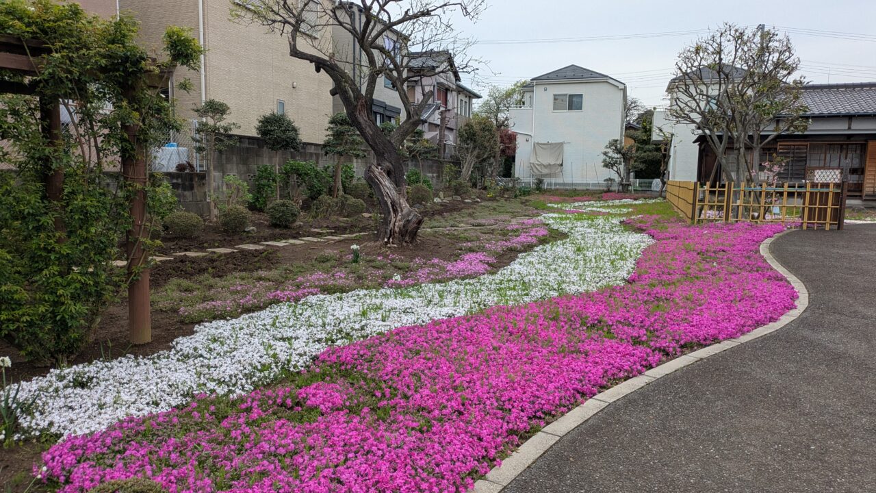 郭沫若記念館の芝桜